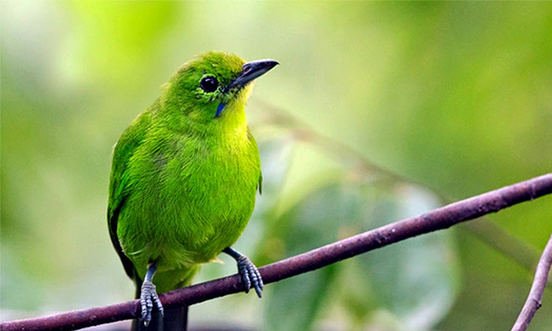 Inilah Jenis Burung Kicau Paling Populer Diikutkan Lomba Dan Dibanderol Hingga Belasan Juta Rupiah Cermati Com