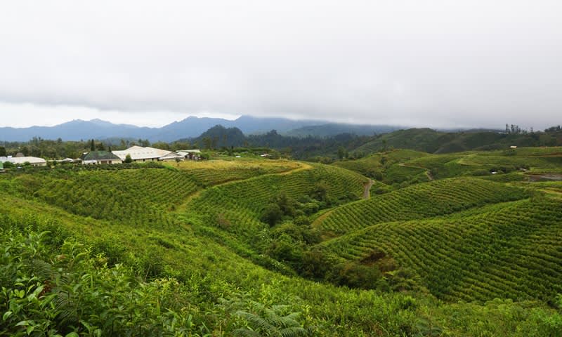 kebun teh malino