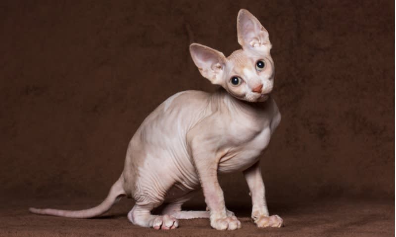 Sphynx