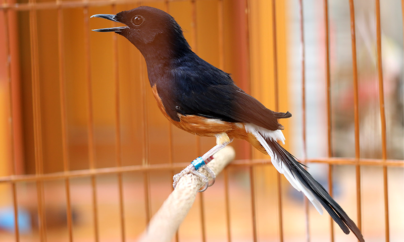 Burung Decu Wulung - Decu Jual Hewan Peliharaan Terlengkap ...