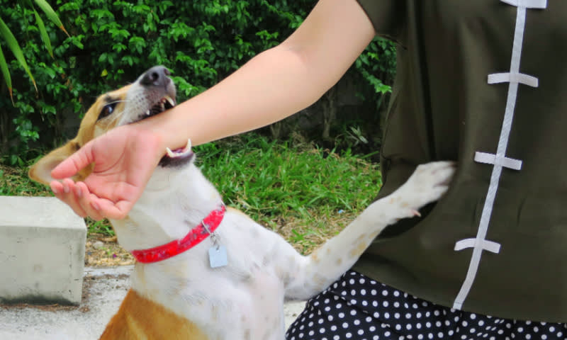 pertolongan pertama terinfeksi rabies