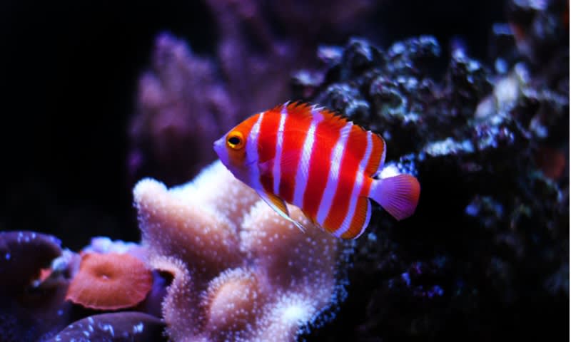 Peppermint Angelfish