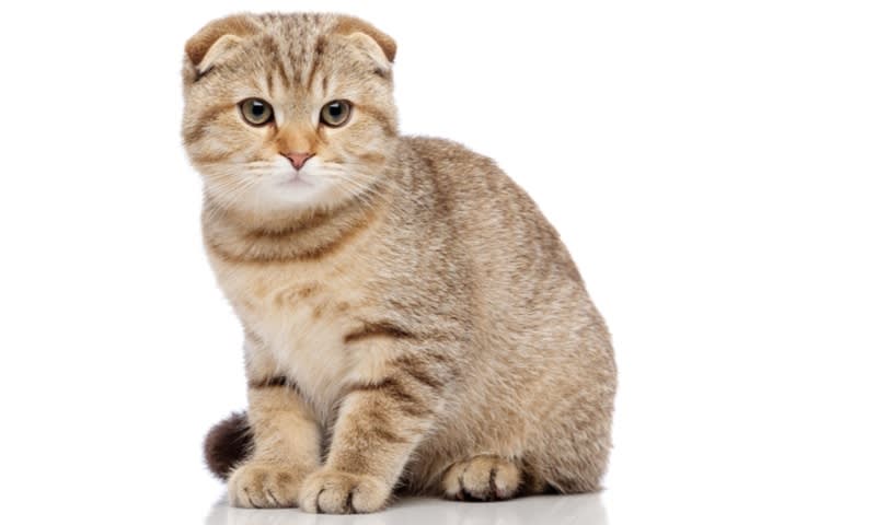 Scottish Fold