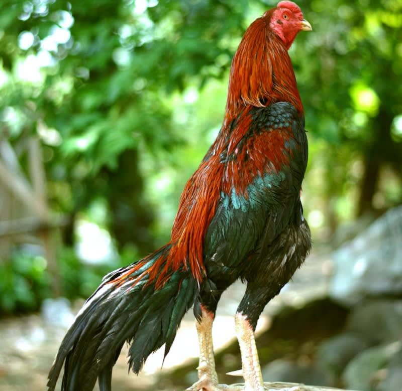 Bentuk Dan Model Kaki Ayam Petarung