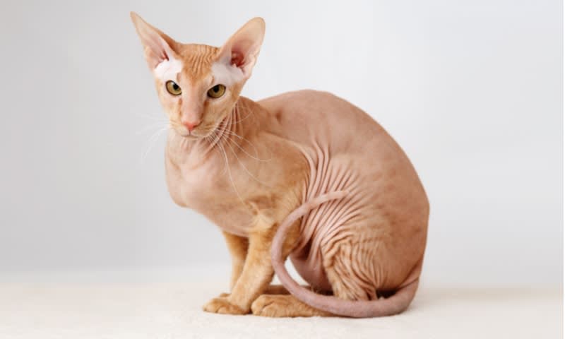 Peterbald