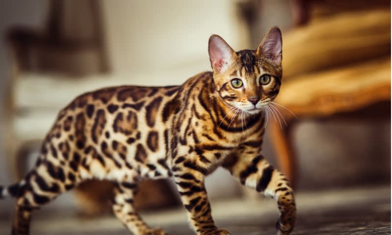 Bengal Cat