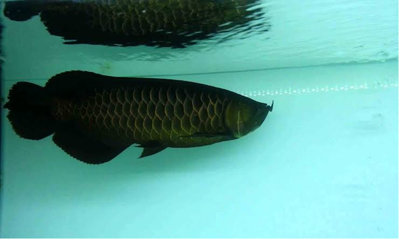 Ikan Black Golden