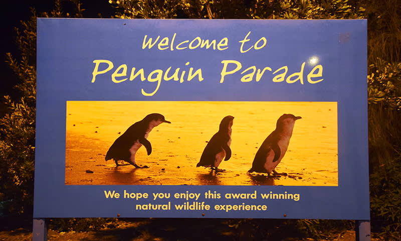 phillip island penguin parade