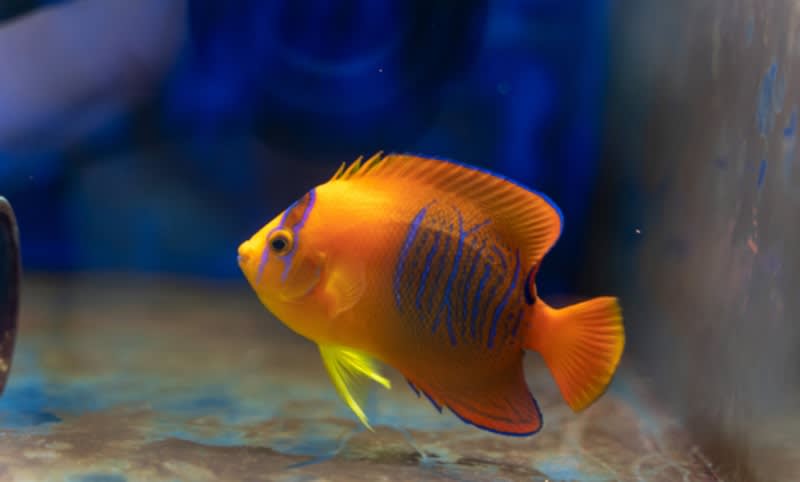 Clarion Angelfish