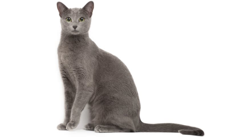 Russian Blue