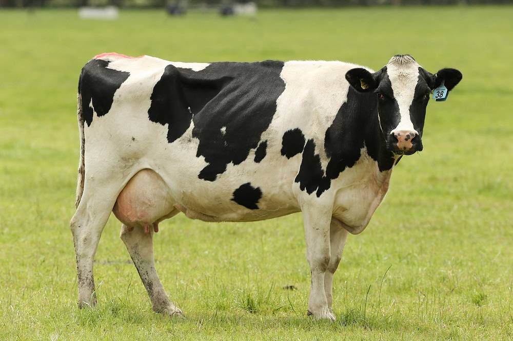 Sapi