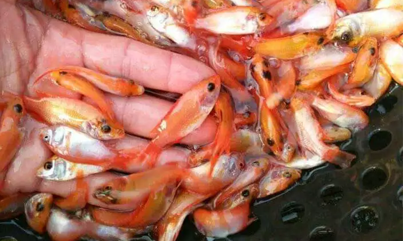 Ikan Nila Bangkok