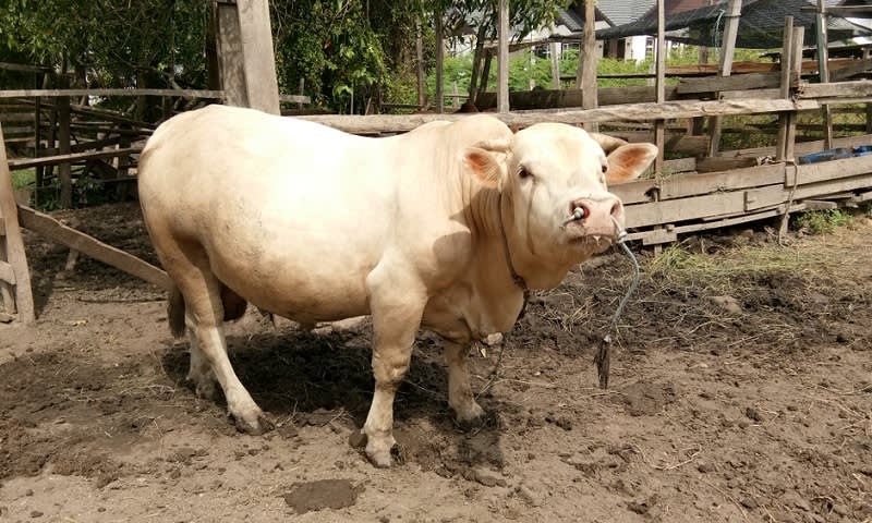 sapi