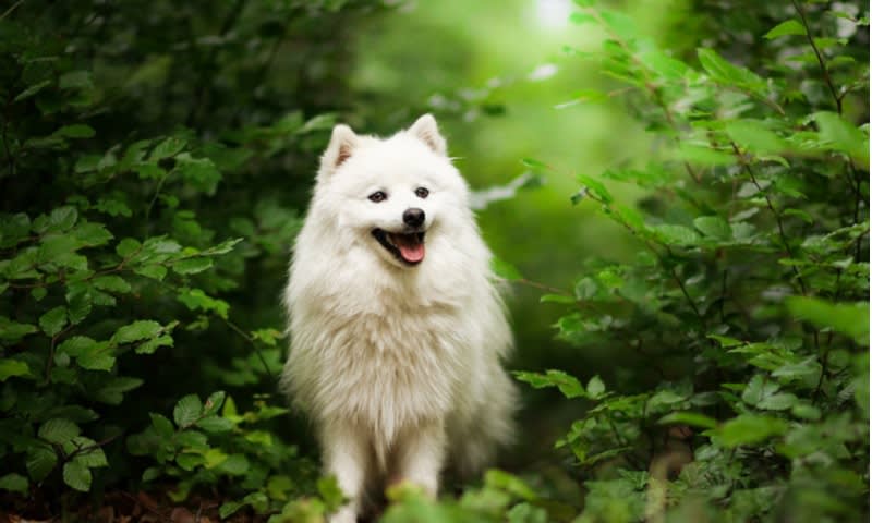 Samoyed