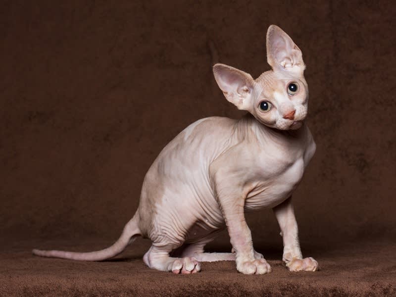 Sphynx