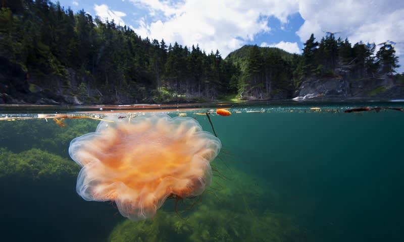 Taman Nasional Gros Morne.jpg