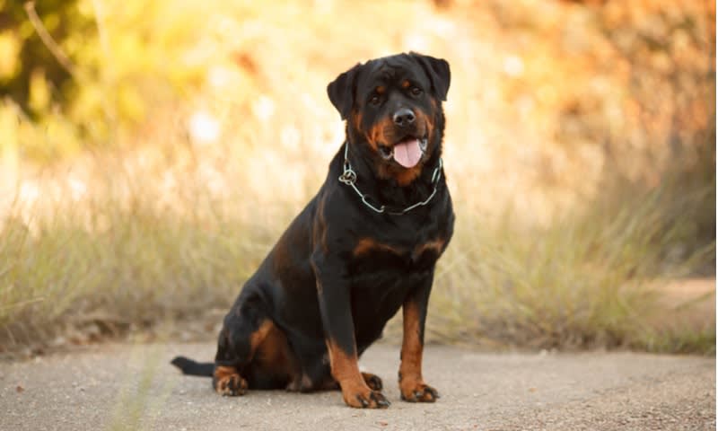 Rottweiler