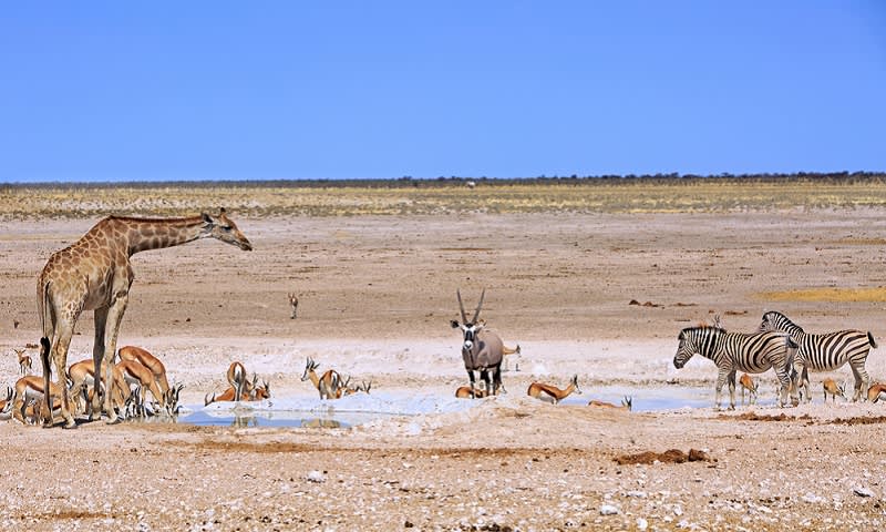 Taman Nasional Etosha untuk Wisata Alam Liar di Namibia