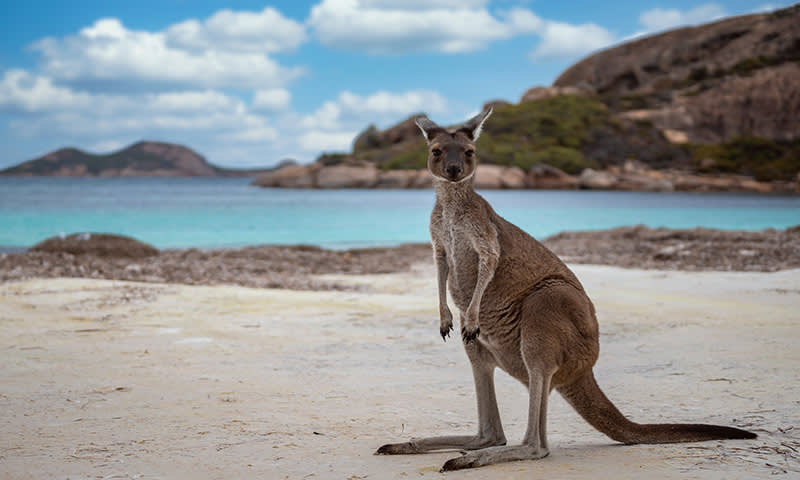 kangaroo island