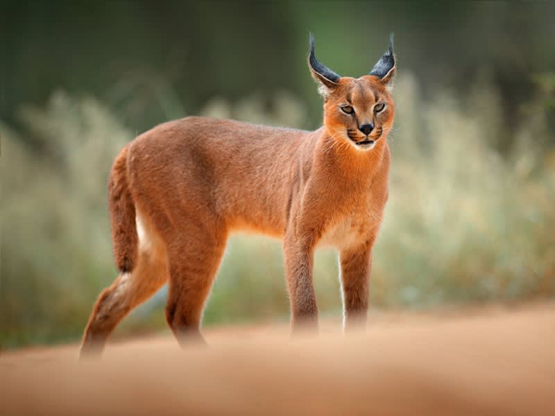 caracal