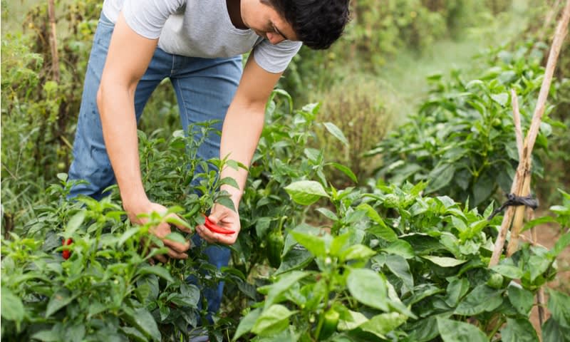 Staf Agrikultur