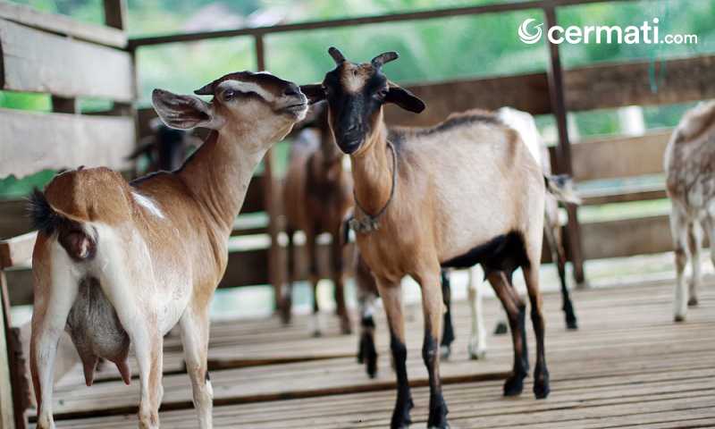 Qurban Online dan Hukumnya Secara Agama - Cermati