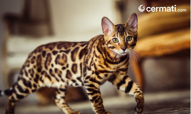 10 Ras Kucing Termahal di Dunia ini Ada yang Mencapai 