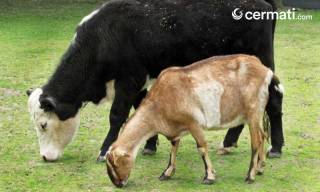 Qurban Sapi atau Kambing Yang Lebih Baik? - Cermati.com